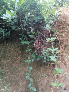 新鲜酸藤子根挖不尽黑肉蛇入地龙甜酸籽酸甜果500g根果枝叶苗都有