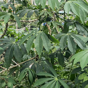 新鲜野生木薯叶 南洋木薯叶 树薯叶现采500克