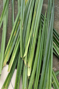 新鲜露兜树叶芦兜勒皎古带路兜罗鼓仔山菠萝野菠萝锣鼓粽子叶50片