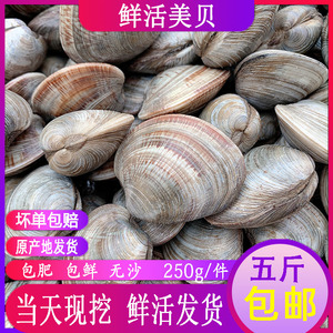 海鲜水产鲜活 美贝 文蛤野生贝类海蛤蜊新鲜黄蛤蜊大花甲蛤蜊包邮