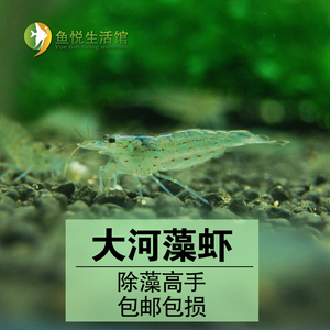 台湾大河藻虾除藻虾清理水草能力强吃绿藻丝藻黑毛藻工具虾活体