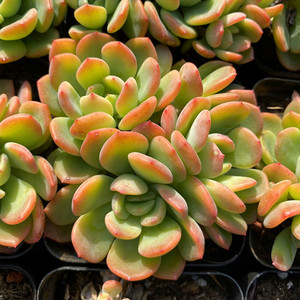 芬达多肉植物群生多头进口贵货红化妆肉肉办公桌面创意花卉盆栽