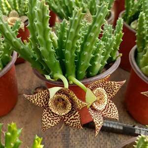 姬龙角多肉植物盆栽紫龙角肉肉龙王阁犀牛角光棍树将军柱防辐射