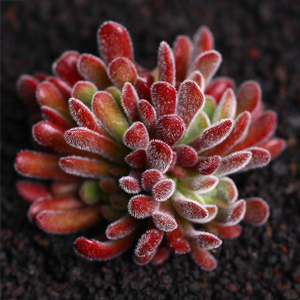 群生多头梦椿多肉植物盆栽梦春肉肉花卉办公室内桌面阳台吸甲醛