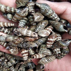 福建鲜活水产新鲜海瓜子新鲜海锥儿海螺丝钉螺 尖螺3斤装包活到家