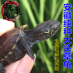纯外塘安徽大头草龟皖南中华草龟镇宅墨龟宠物乌龟金线小乌龟活体