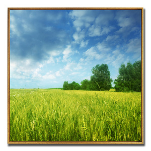 蓝天白云画绿色麦田壁画摄影麦子壁画打印电表麦穗挂画带框