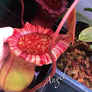 【 angel 】食虫植物--劳氏交红葫芦(lv)猪笼草(下位笼)