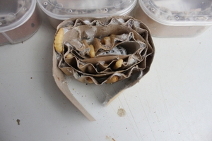 上海万商小赵鸟食专卖/新鲜优质玉米虫/大盒6元/小盒5元