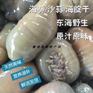 福建霞浦野生海葵海鲜一斤装沙蒜鲜活煲汤活体新鲜海肠子野生海卵