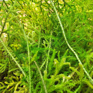 tb1435278_00淘宝中药材伸筋草 舒筋草 筋骨草