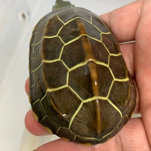 中华草龟刀刻小僵公刀刻初墨公刀刻大母