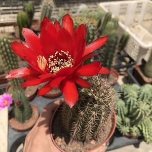 红星宝莲灯毛花柱大花彩草仙人球飞碟仙人柱开红花室内小盆栽植物