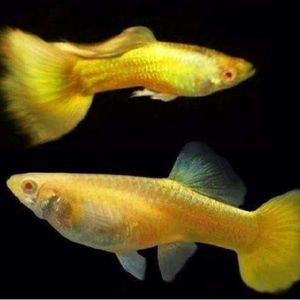 兰草白子孔雀鱼