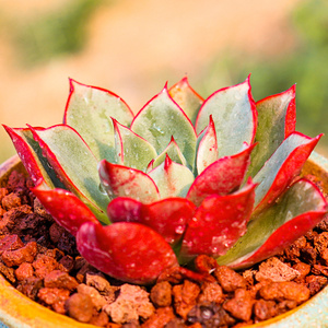 多肉斗牛士多肉植物盆栽花卉绿植肉肉组合园艺盆栽防辐射韩国新品