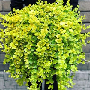 过路黄黄金钱串垂吊兰盆栽多年生地被植物室内外阳台易活易爆盆草