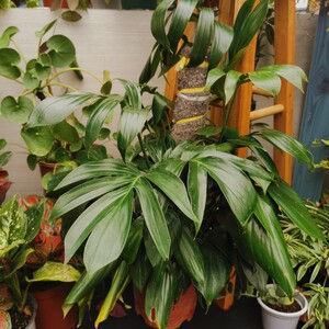 麒麟尾盆栽老桩室内绿植好养四季常绿多年生净化空气观叶耐荫水培