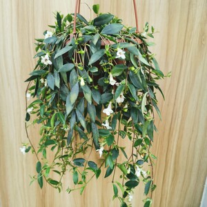 吉祥果开花垂吊植物多年生耐阴耐寒吊挂盆栽绿植室内外吊兰吸甲醛