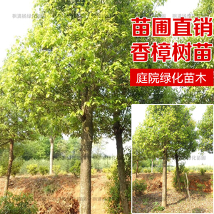 香樟树苗大小叶庭院驱蚊南北方种植四季常青大型工程绿化苗木