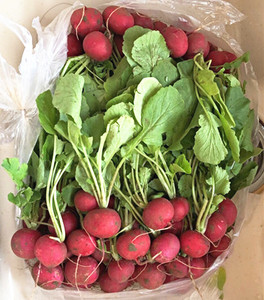 新鲜樱桃萝卜 迷你小萝卜蔬菜水果沙拉 2把 京津冀68包邮顺丰