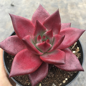 多肉罗宾植物老桩血罗桌面室内小萌物包邮送土紫红状态昆明