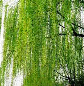 黄金柳 金丝垂柳 垂柳小苗 柳树枝条 垂杨柳树苗垂柳苗竹柳树苗