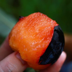 【明年6月再约】云南安宁黑加仑大李子玫瑰蜜味香甜吃过忘不掉