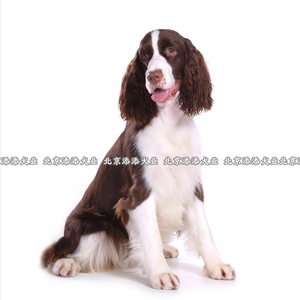 史宾格犬幼犬活体纯种展示型双血统搜救犬警犬咖啡色黑色狩猎型