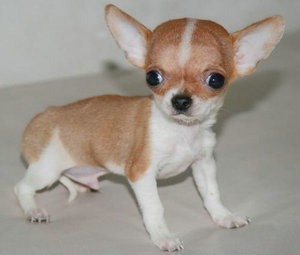 吉娃娃活体幼犬纯种宠物狗狗茶杯犬宠物犬小型犬苹果头黄白花