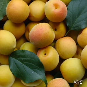 梅黄梅新鲜青梅果5斤现摘梅子孕妇水果泡酒青梅露酵素梅4078人付款45