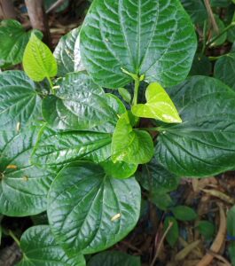 现摘新鲜野生 包粽子bi备 假蒌叶 蛤篓叶 蛤蒌 纯叶子假娄野菜香