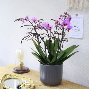 【南方园艺】圣地亚哥蝴蝶兰兰花园林盆景花卉客厅盆栽净化空气