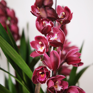 【南方园艺】肯尼红酒大花蕙兰年宵花卧室阳台花卉客厅春节