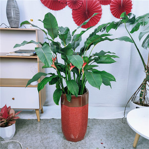 富贵鸟 新品吉祥鸟 精品大型开花植物 室内绿植盆栽天津同城