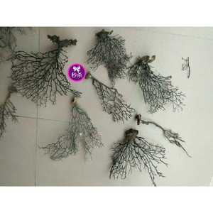 黑珊瑚海铁树海树头,枝干按斤卖,20一60厘米长或宽枝粗有色差
