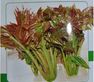 甘肃天水特产小吃天水野菜天水香棒五叶菜乌龙头野菜2斤包邮