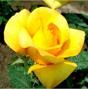 大花月季苗 香味浓 金奖章 玫瑰花苗切花香水月季盆栽 花期超长