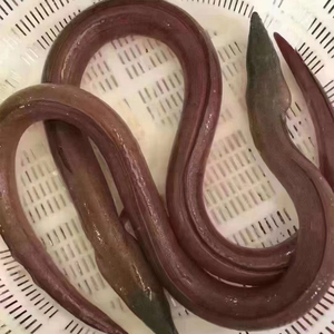 东山岛海鲜土龙鲜活新鲜海鳗鱼海鲜水产鳗鱼活冻蛇鳗鱼1斤/条