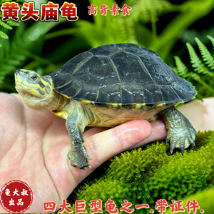 亚洲巨型龟庙乌龟苗亚巨种龟素食龟吃菜龟半水龟黄头庙观赏龟宠物