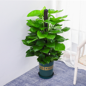 大叶绿萝盆栽室内净化空气 大型绿化办公室绿植吸甲醛花木绿萝柱