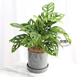 仙洞爬藤洞洞芋斜叶龟背竹老桩室内观叶植物办公室垂吊植物