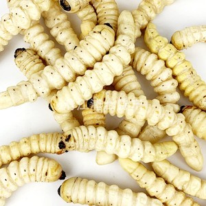 木花虫新鲜冷冻低脂蛤虫食用昆虫柴虫美味幼虫柞树根天牛虫发财虫