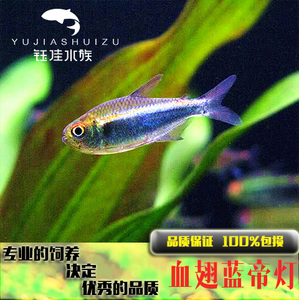 00dancexinyue淘宝血翅蓝帝王灯鱼蓝线金火兔中上层淡水热带活体