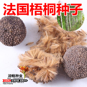 法桐树种子法国梧桐树苗祛汗树净土树悬铃木景观绿化街道当年新采