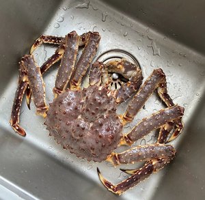 俄罗斯帝王蟹