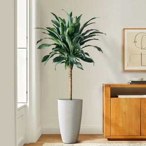 青叶单杆也门铁客厅走廊净化空气大型绿植巴西铁室内耐荫好养盆栽