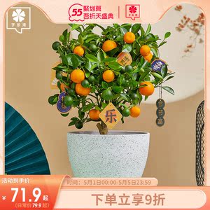 金桔盆栽四季桔室内观赏绿植花卉客厅好养植物新式盆景招财金橘子