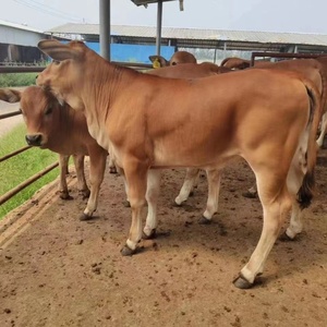 黄牛活牛出售改良肉牛犊改良黄牛养殖大型鲁西黄牛种牛西门塔尔