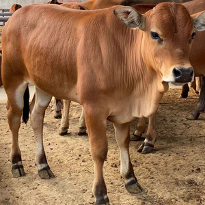 鲁西黄牛改良牛活苗肉牛活牛出售黄牛犊子畜牧养殖技术西门塔尔牛
