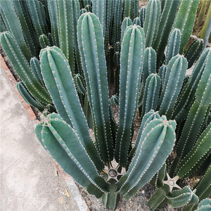 多头量天尺铁柱分叉 仙人柱砍头侧芽仙人掌多肉植物绿植摄影基地